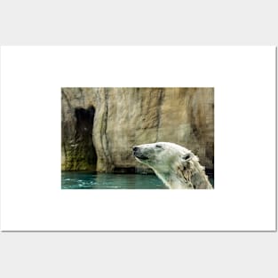 Head of Polar bear Posters and Art